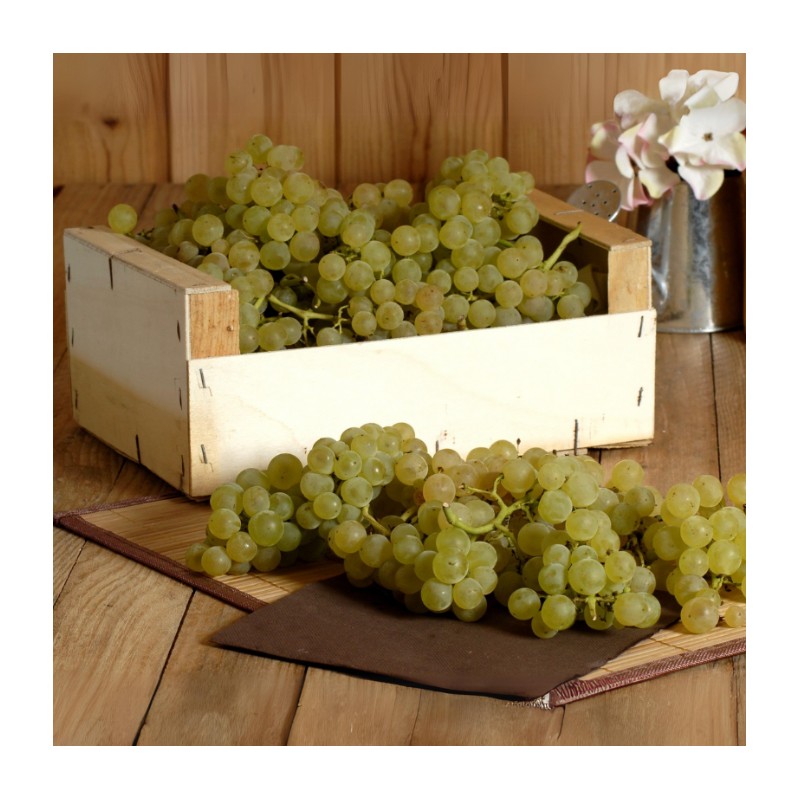 Raisin Chasselas bio (les 500 gr)