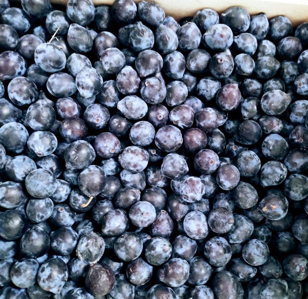Prune Datil (mirabelle noire)