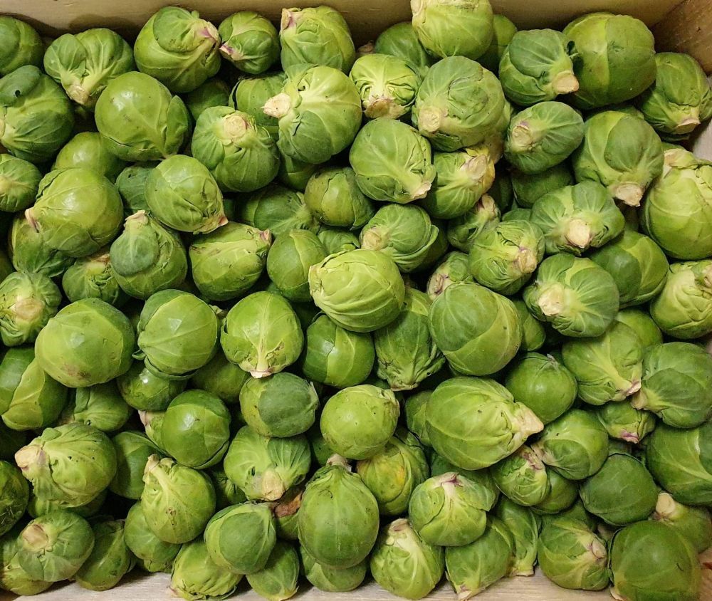 Chou de Bruxelles