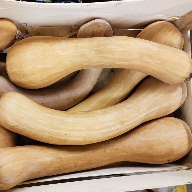 Courge longue de Nice