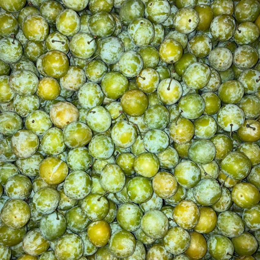 Prune Mirabelle