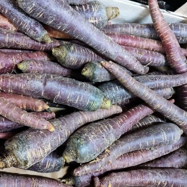 Carotte violette