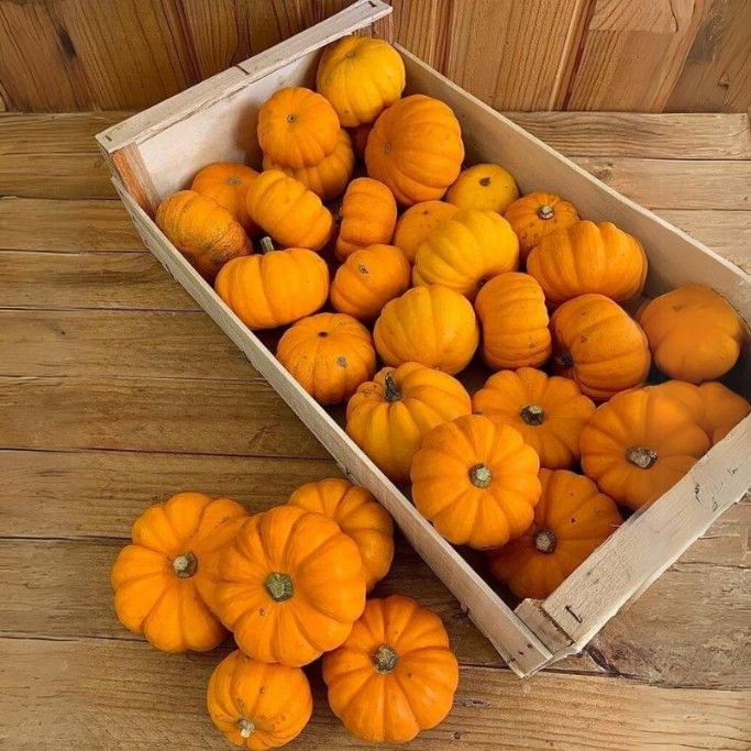Courge Jack Be Little