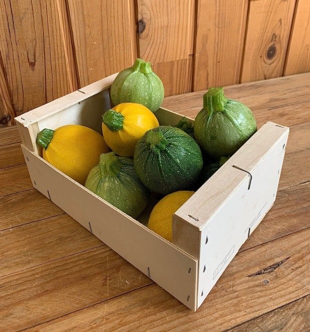 Courgette ronde 3 couleurs