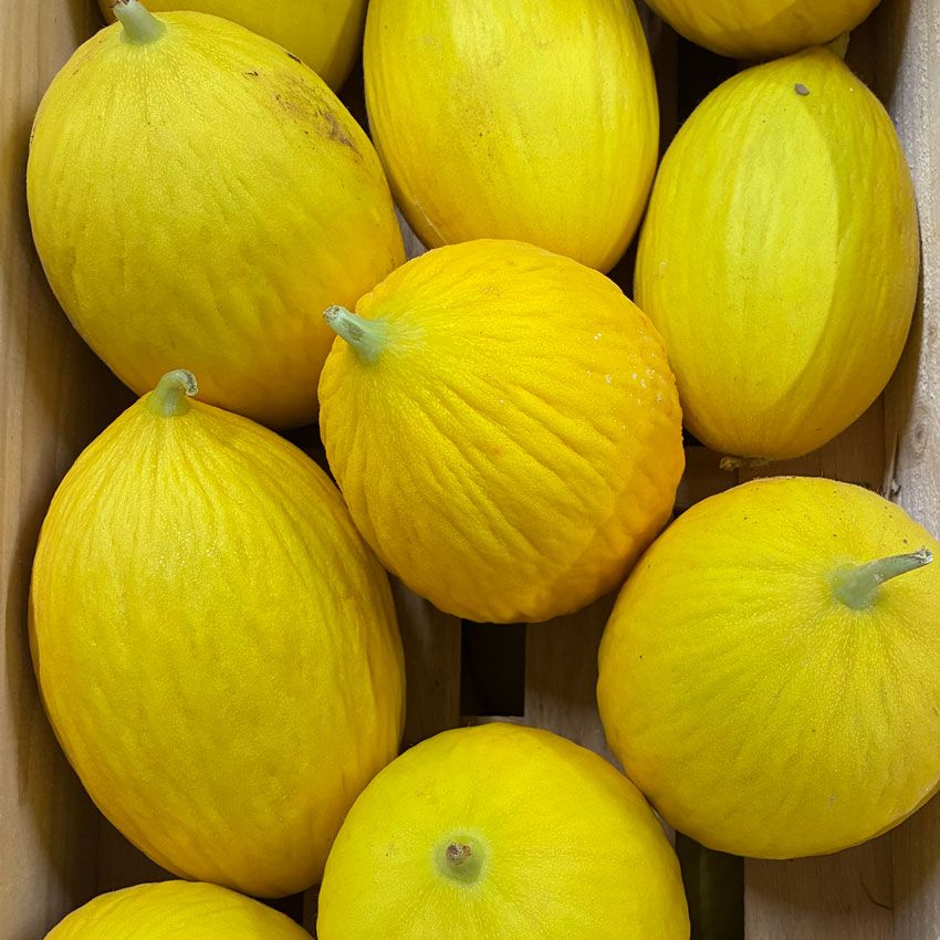 Melon jaune