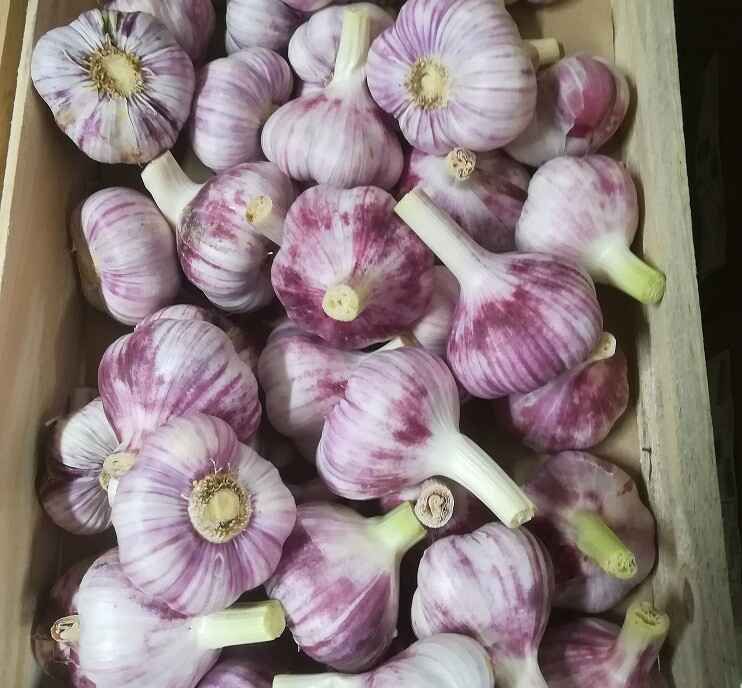 Ail violet sec