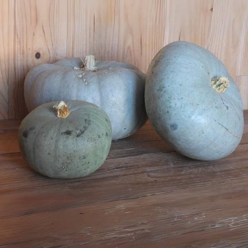 Citrouille bleue de Hongrie