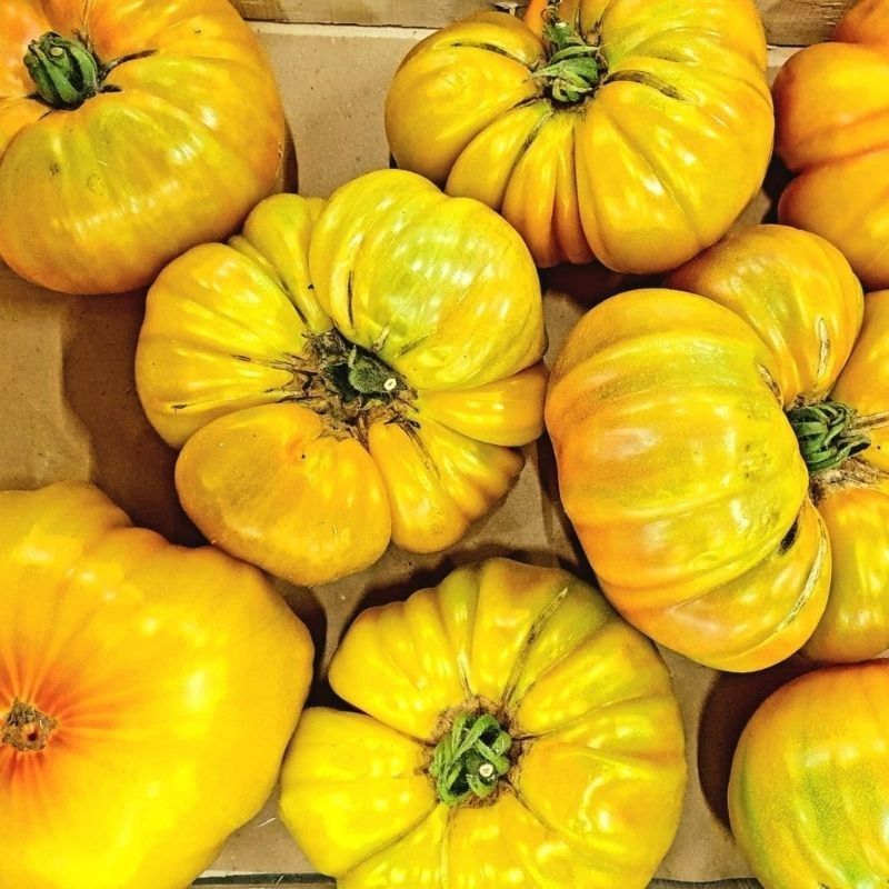 Tomate côtelée Ananas