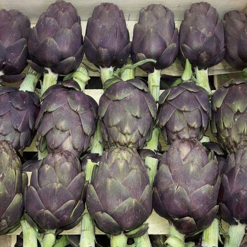 Artichaut petit violet