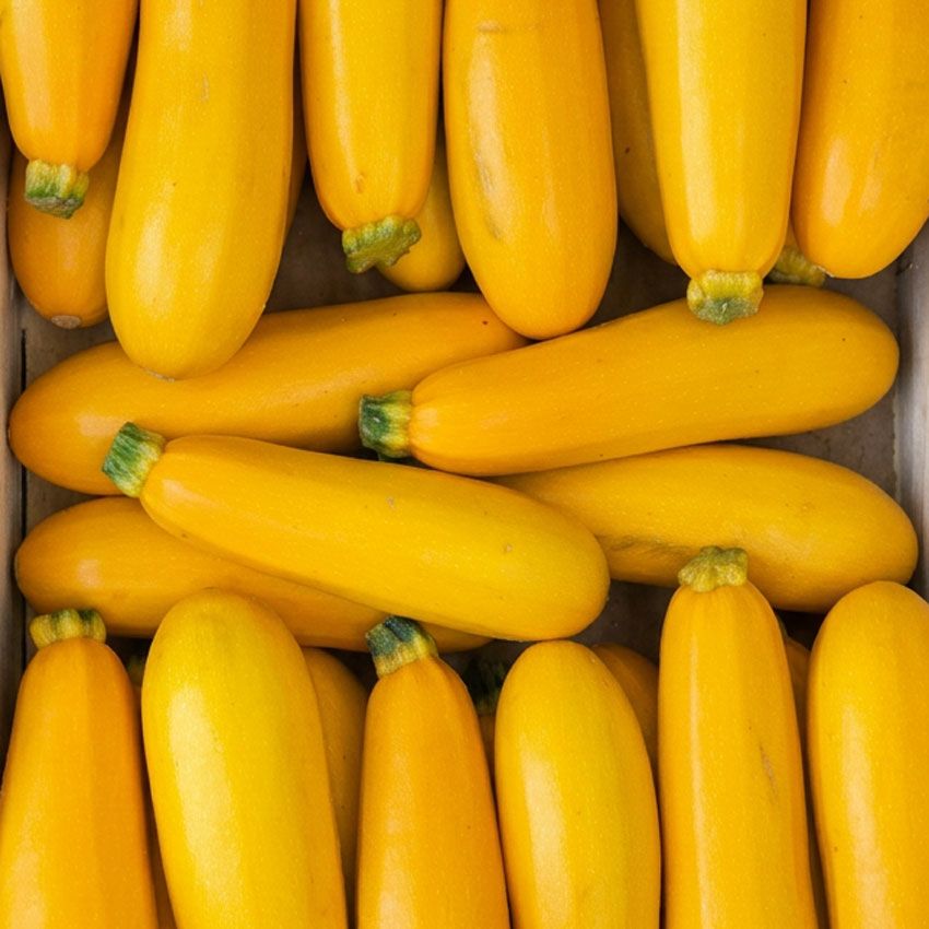 Courgette jaune