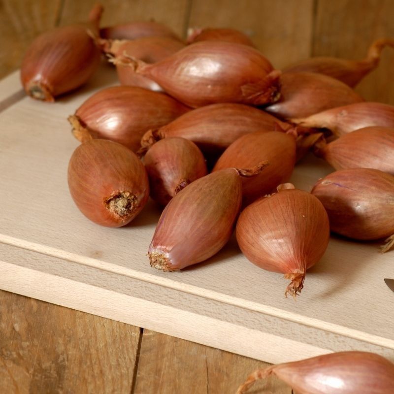 Echalote traditionnelle