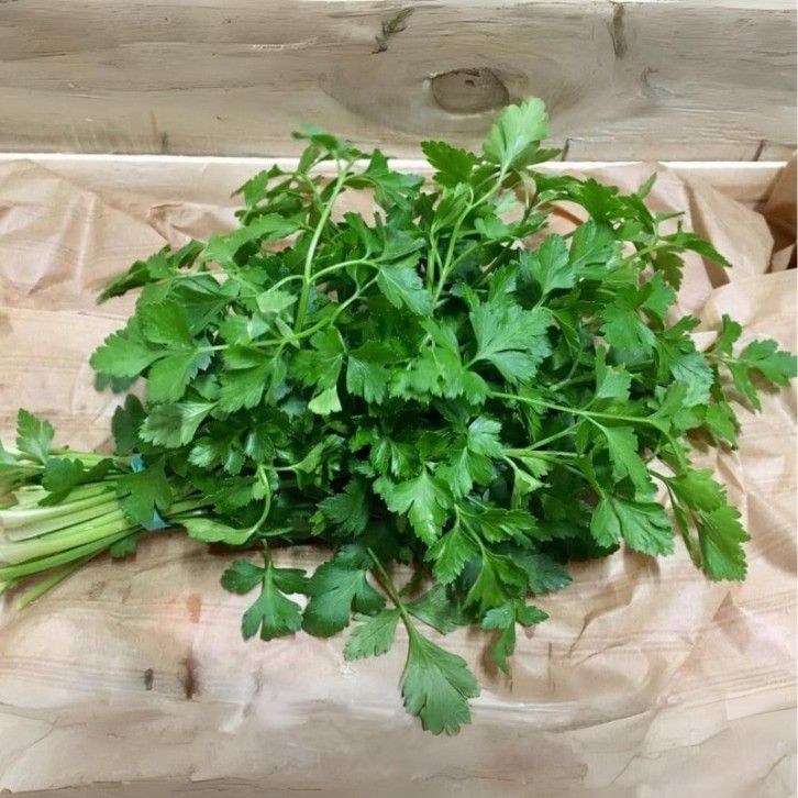 Coriandre