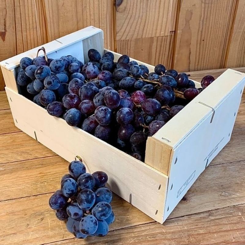 Raisin Noir Ribo