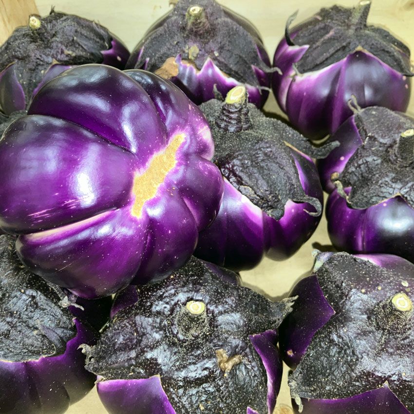 Aubergine Violette de Florence