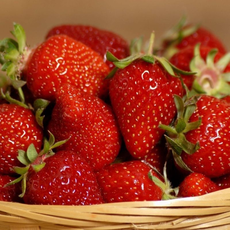 Fraise Dream