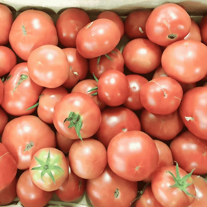 Tomate ronde ronde charnue