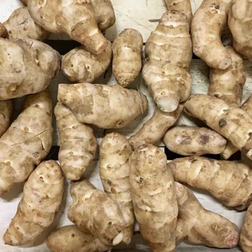 Topinambour Blanc / Hélianti