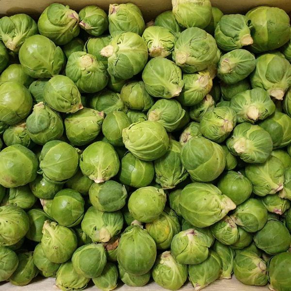 Chou de Bruxelles