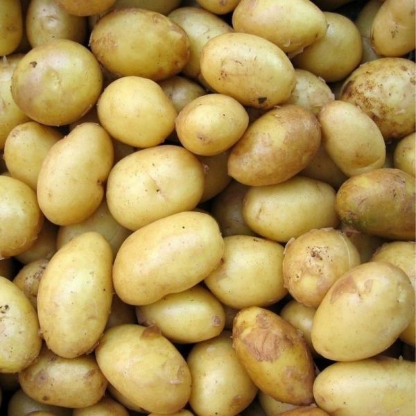 Pomme de terre Grenaille