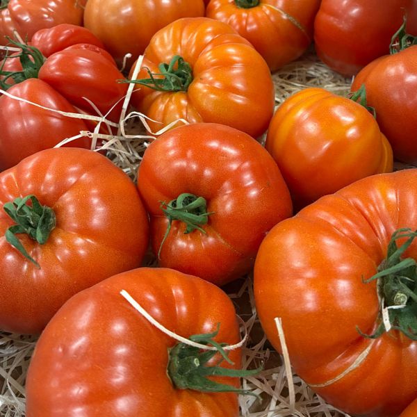 Tomate allongée rouge
