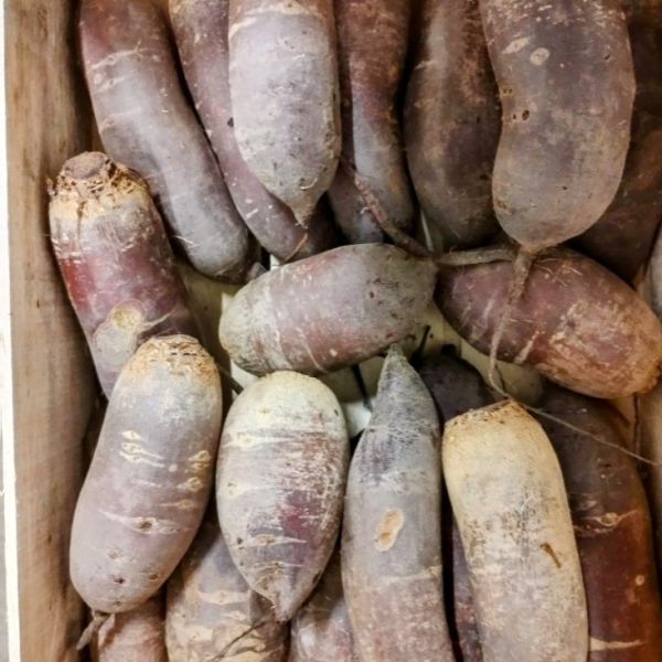 Betterave rouge longue Forono