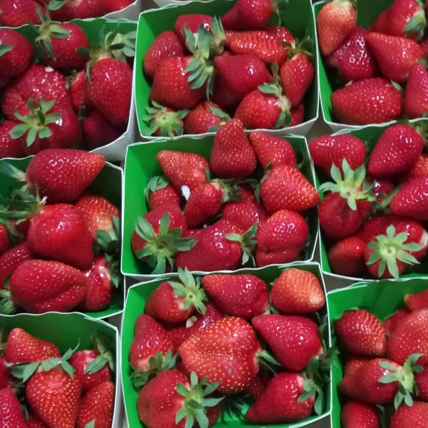 Fraise Manon des Fraises