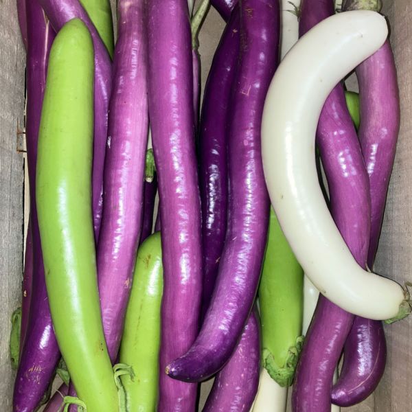 Aubergine Japonaise Panachées