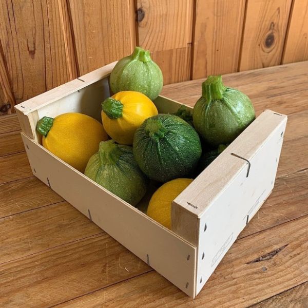 Courgette ronde 3 couleurs