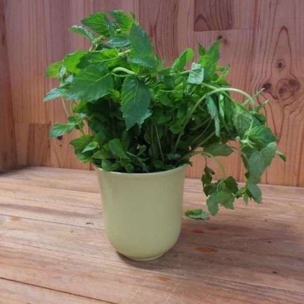 Menthe verte