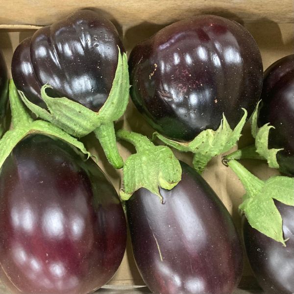 Aubergine ronde Ovoïde