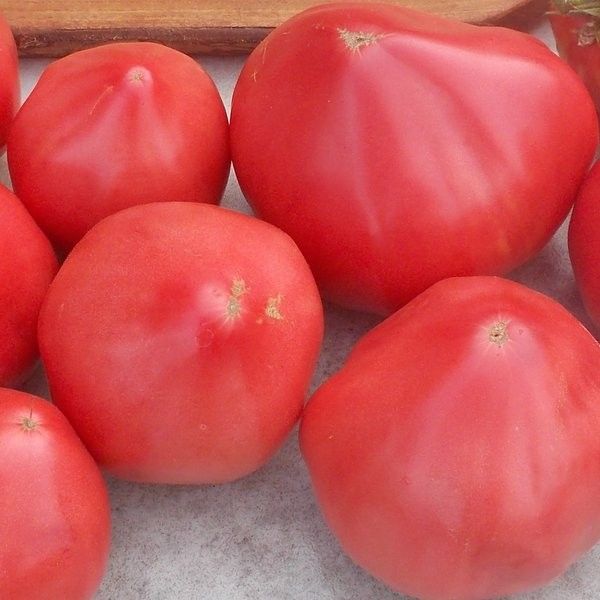 Tomate Coeur de Boeuf Rosée