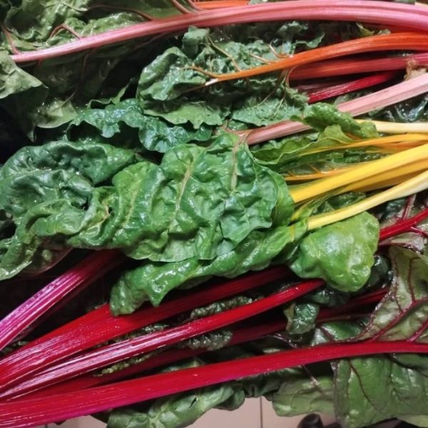 Blette pied couleurs panachées