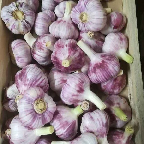 Ail violet sec