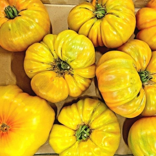 Tomate côtelée Ananas