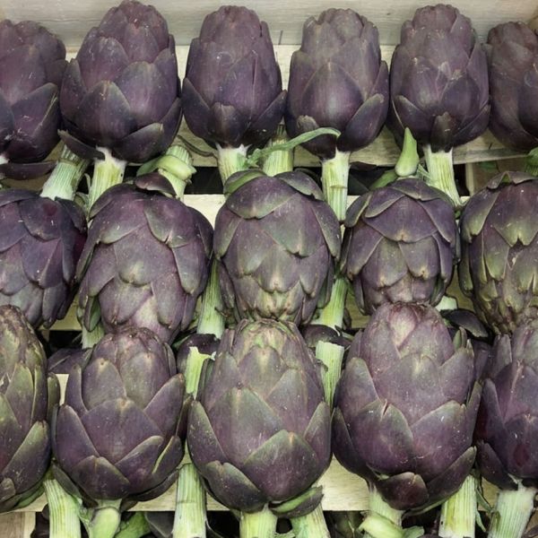 Artichaut petit violet