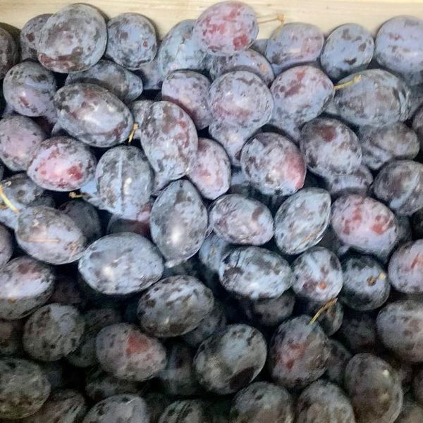 Prunes Violette Stanley