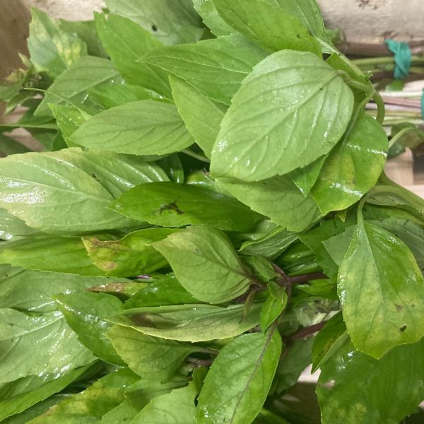 Basilic Thaïlandais