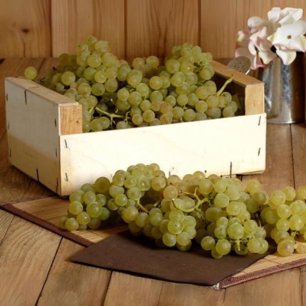 Raisin Chasselas des Côteaux