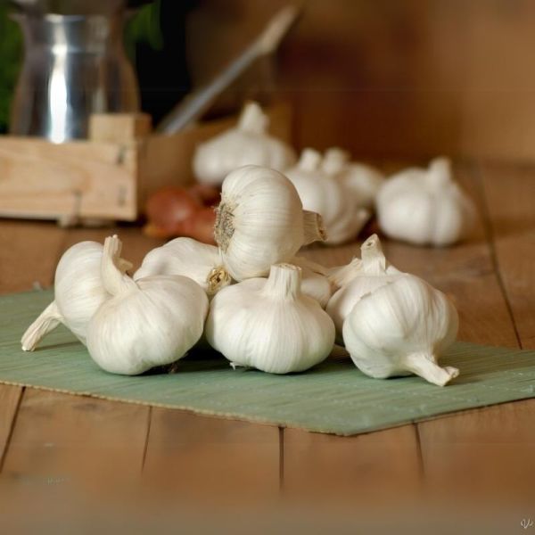 Ail blanc sec
