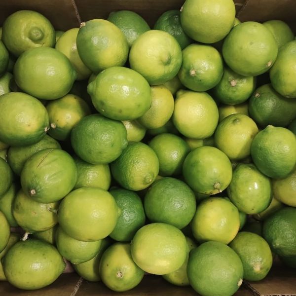 Citron vert Lime de Corse