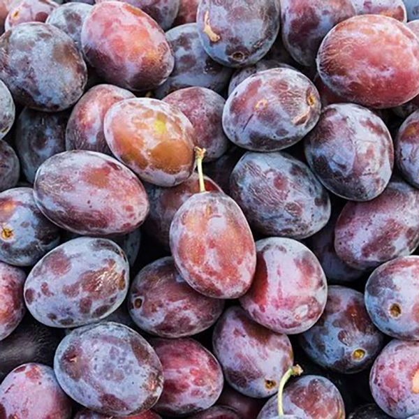 Prune d'Ente violette