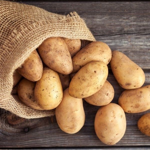 Pomme de terre toutes utilisations