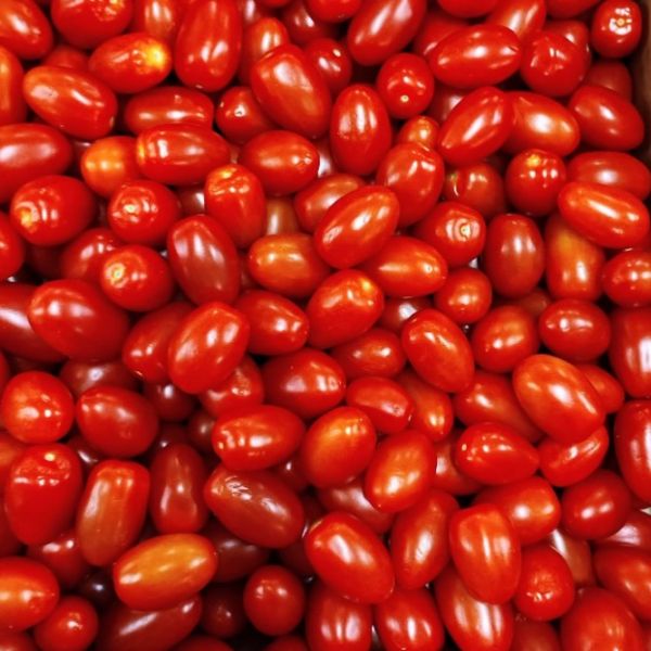 Tomate cerise rouge allongée