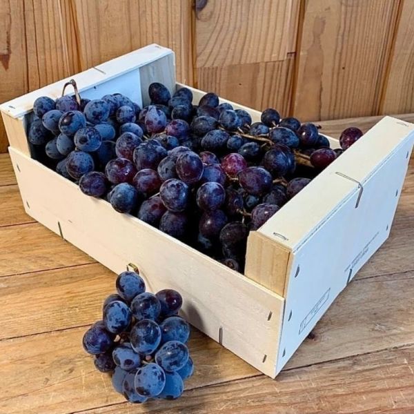 Raisin Noir Ribo