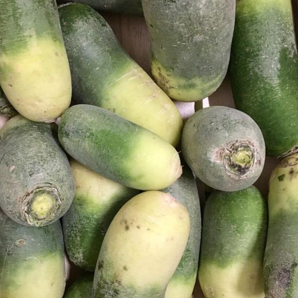 Radis long asiatique Green Meat