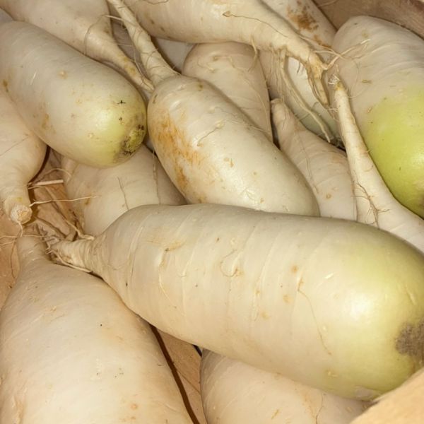 Radis long blanc