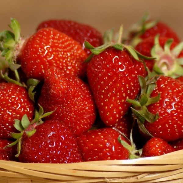 Fraise Dream
