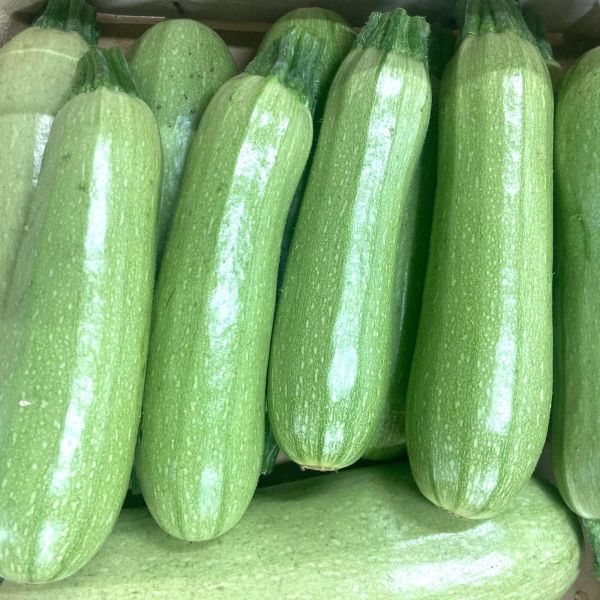 Courgette Amalthée