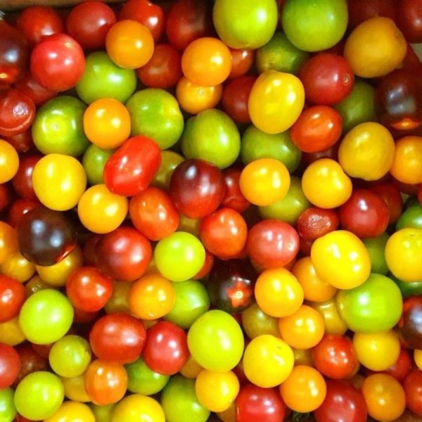 Tomates cerise couleurs mélangées