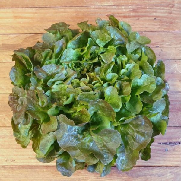 Salade feuille de chêne brune